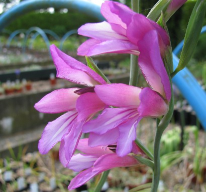 Gladiolus communis ssp. byzantinus (HORT) 